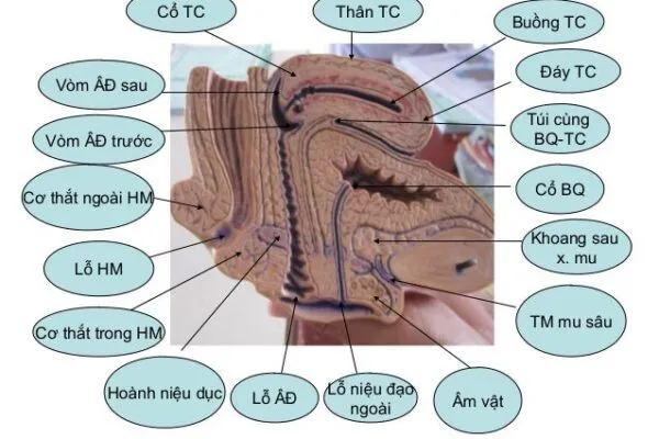 Thu Cơ Âm Đạo